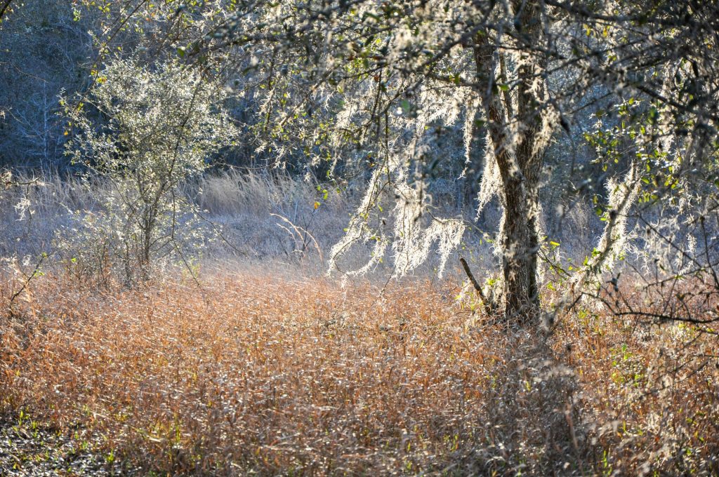 Oaks and Spanish moss at Violet Curry Preserve in Lutz